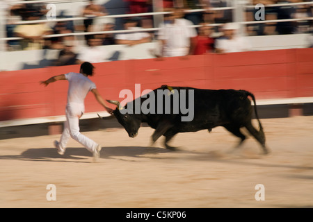 A man running from a charging bull while touching its head, with motion blur, during a Provence-style bullfight in Arles, France Stock Photo