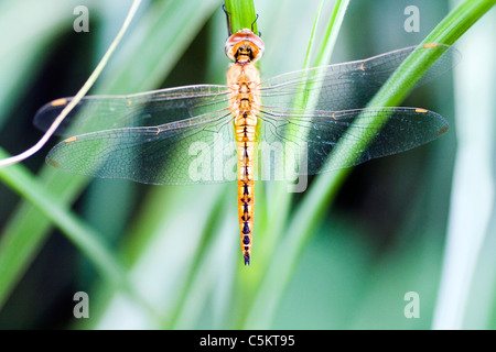 The dragonfly with beautiful colors Stock Photo