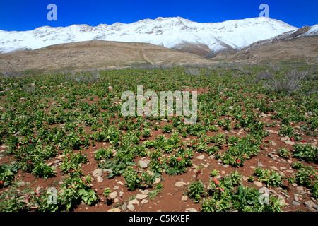 Tulip valley (Dasht-e Lale), Zagros mountains, province Chahar-Mahal and Bakhtyaria, Iran Stock Photo