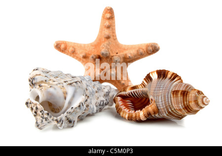 marine cockleshell isolated on white background Stock Photo