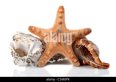 marine cockleshell isolated on white background Stock Photo