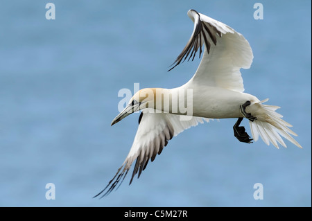 an adult northern gannet in flight Stock Photo