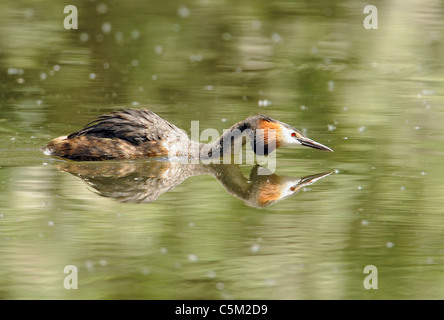 an adult great crested grebe (podiceps cristatus), head down in an aggresive manner chases another grebe away from the nest site Stock Photo