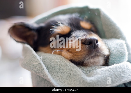 A an adorable puppy all wrapped up in a blanket. Stock Photo