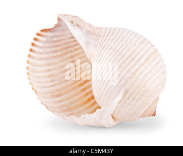 Sea shell isolated on white background Stock Photo