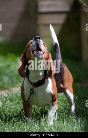 A beagle hound breed dog barking outdoors. Shallow depth of field. Stock Photo