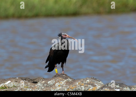 Northern Bald Ibis, Geronticus eremita, Ethiopia Stock Photo