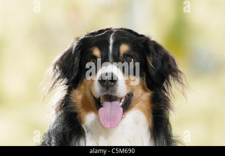 Australian Shepherd dog portrait Stock Photo