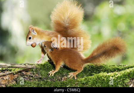 European red squirrel with cub Stock Photo