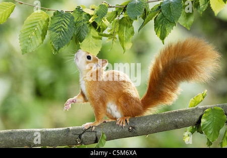 European red squirrel on hazel-nut tree Stock Photo