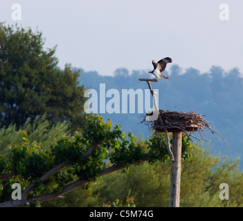 Adult Osprey Pandion haliaetus landing on perch at Rutland Water Stock Photo