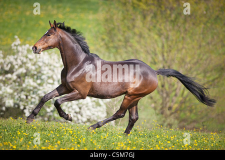 Trakehner horse - galloping on meadow Stock Photo