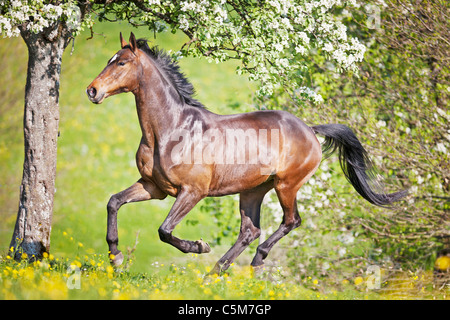 Trakehner horse - galloping on meadow Stock Photo