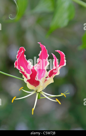 Glory Lily: Gloriosa sp.  Also known as: flame lily, fire lily, gloriosa lily, superb lily, climbing lily, and creeping lily Stock Photo