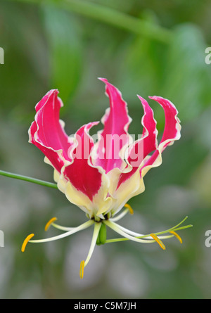 Glory Lily: Gloriosa sp.  Also known as: flame lily, fire lily, gloriosa lily, superb lily, climbing lily, and creeping lily Stock Photo