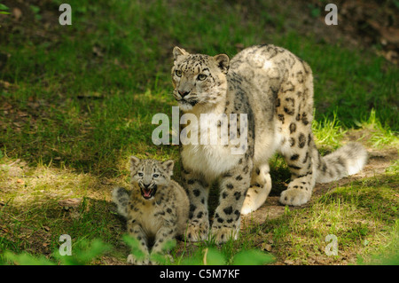 snow leopard and cub / Uncia uncia Stock Photo