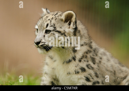 young snow leopard - portrait / Uncia uncia Stock Photo