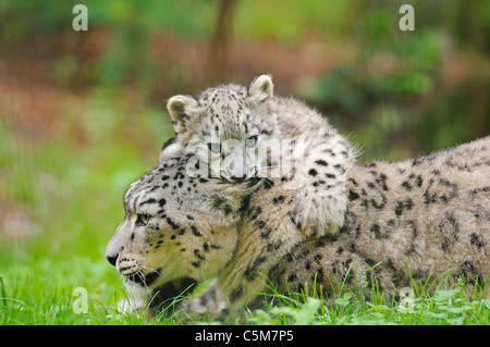 snow leopard and cub on meadow / Uncia uncia Stock Photo