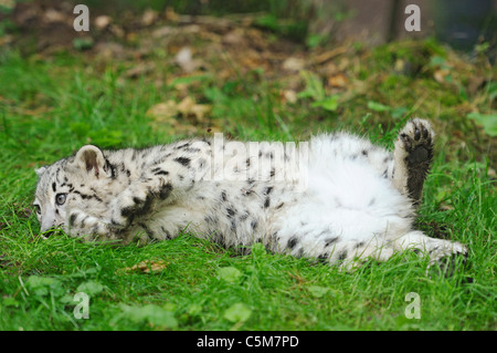 snow leopard lying on meadow / Uncia uncia Stock Photo