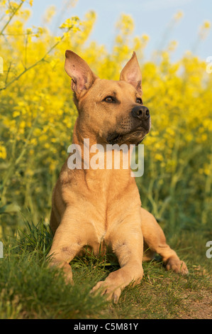 lying Rhodesian Ridgeback Stock Photo - Alamy