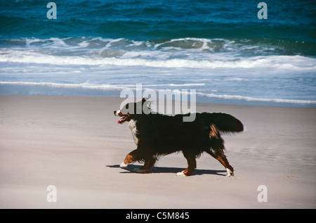 Bernese Mountain dog - running at the beach Stock Photo