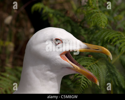 Horizontal close up portrait of adult Yellow legged gull, Larus cachinnans michahellis. Stock Photo