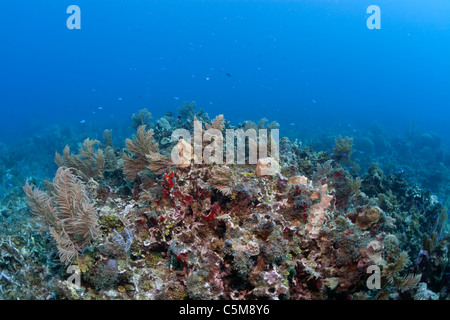 A healthy coral reef ecosystem at James Point Reef off the coast of the Swan Islands. Stock Photo