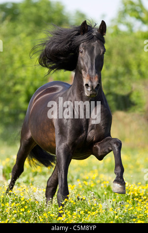 Pure Spanish-bred horse - galloping on meadow Stock Photo