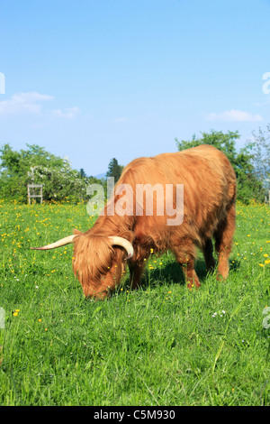 Highland Cattle - standing on meadow Stock Photo