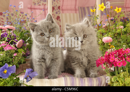 British Shorthair kitten and Highlander kitten - sitting Stock Photo