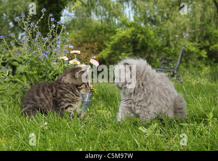 British Shorthair kitten and Highlander kitten on meadow Stock Photo