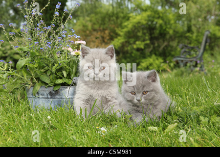 British Shorthair kitten and Highlander kitten on meadow Stock Photo