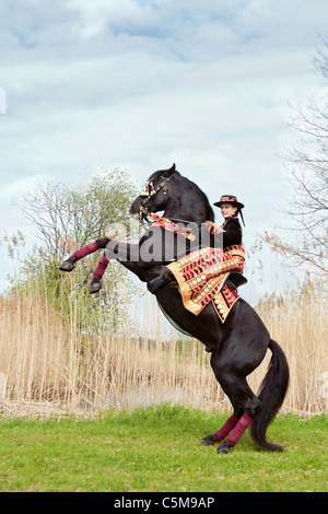woman on Menorquin horse - rearing Stock Photo