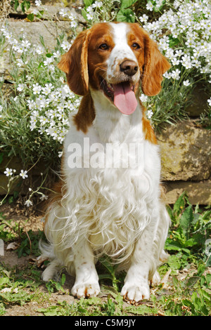 Welsh Springer Spaniel. Adult dog sitting in a garden Stock Photo