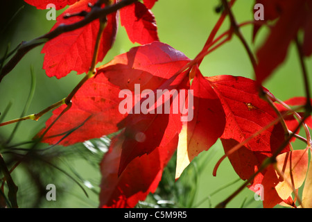 Red leaves in a counter sunlight against greens Stock Photo