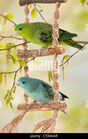 two young Barred Parakeets / Bolborhynchus lineola Stock Photo