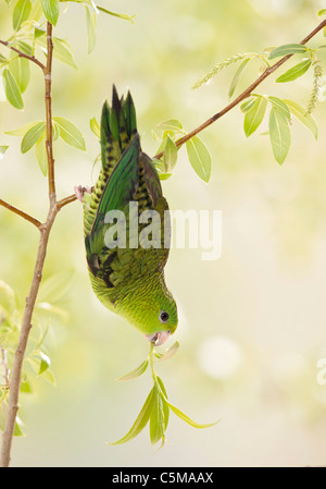 young Barred Parakeet / Bolborhynchus lineola Stock Photo