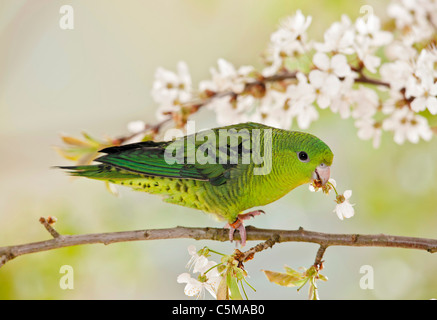 young Barred Parakeet / Bolborhynchus lineola Stock Photo