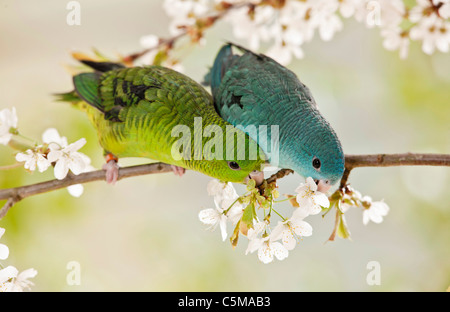 two young Barred Parakeets / Bolborhynchus lineola Stock Photo