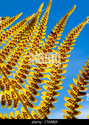 Close up view of fern leaves with blue sky beyond part of a plant species belonging to the botanical group known as Pteridophyta Stock Photo