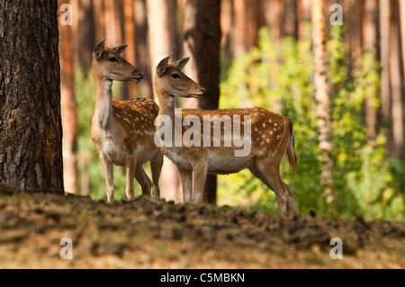 Fellow Deer, Dama dama, female Stock Photo