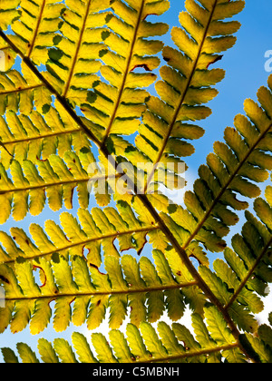Close up view of fern leaves with blue sky beyond part of a plant species belonging to the botanical group known as Pteridophyta Stock Photo