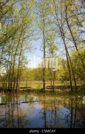 Trees reflected in water at a pond at Father Pandosy Mission, Kelowna, Canada Stock Photo