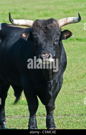 Aurochs or Urus (Bos primigenius), bull, enclosure, Germany, Europe ...