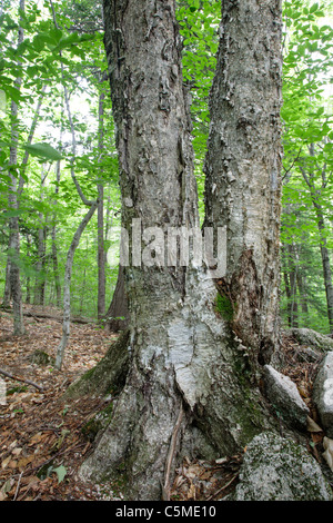 Yellow Birch (Betula alleghaniensis) - during the summer months in the White Mountains, New Hampshire USA Stock Photo