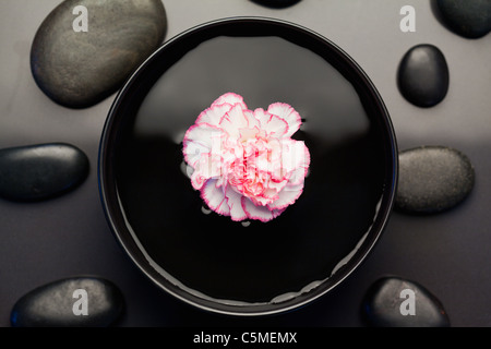 Pink and white carnation floating in a black bowl surrounded by black stones Stock Photo