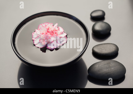 Pink and white carnation floating in a black bowl with aligned black stones on its side Stock Photo
