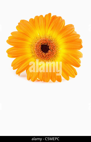 Orange sunflower against white background Stock Photo