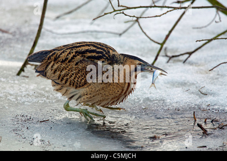 Eurasian Bittern, Great Bittern (Botaurus stellaris), adult with a small fish in its beak. Stock Photo