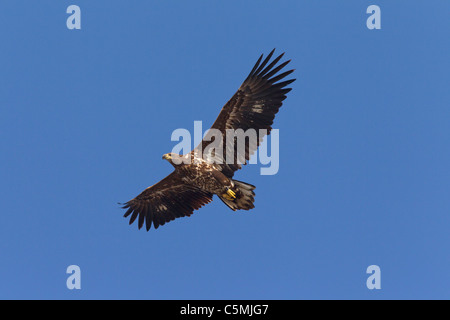 White-Tailed Eagle (Haliaeetus albicilla), juvenile in flight. Stock Photo